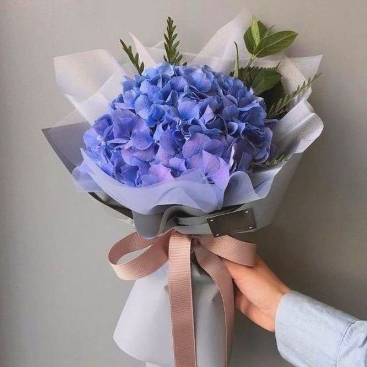 Гортензия голубая в Белгороде