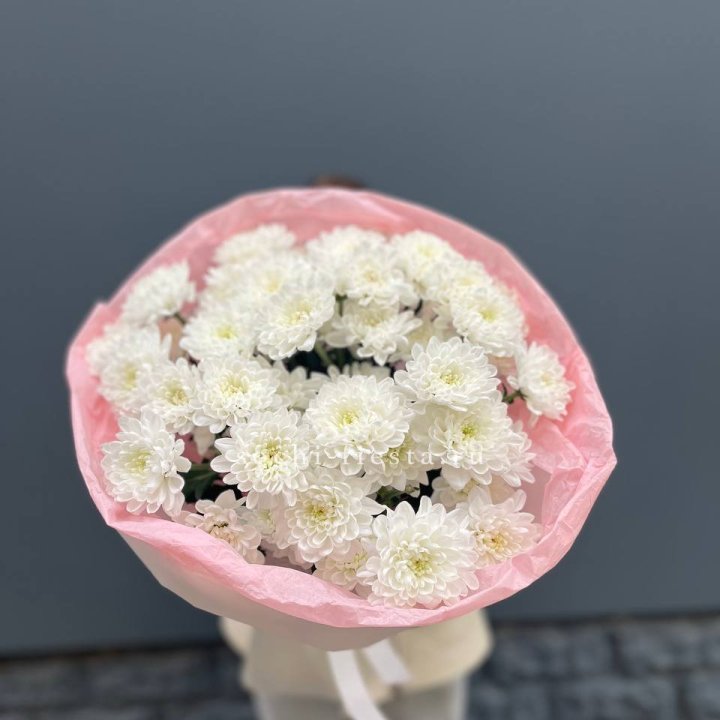  5 хризантем  в Белгороде