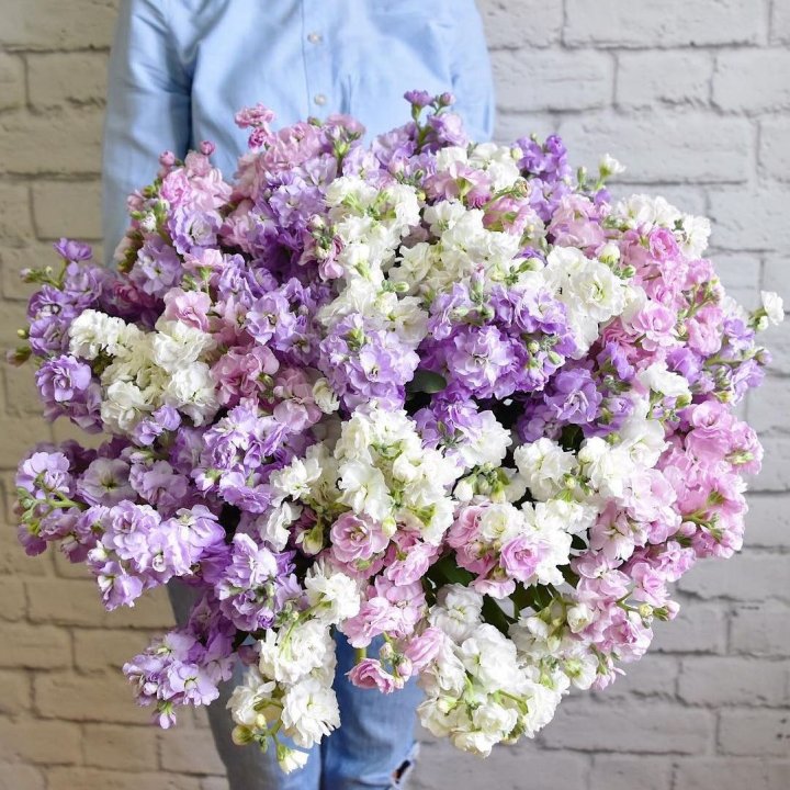 Облако маттиол в Белгороде