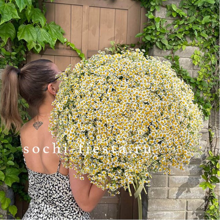 101 ромашка в Белгороде