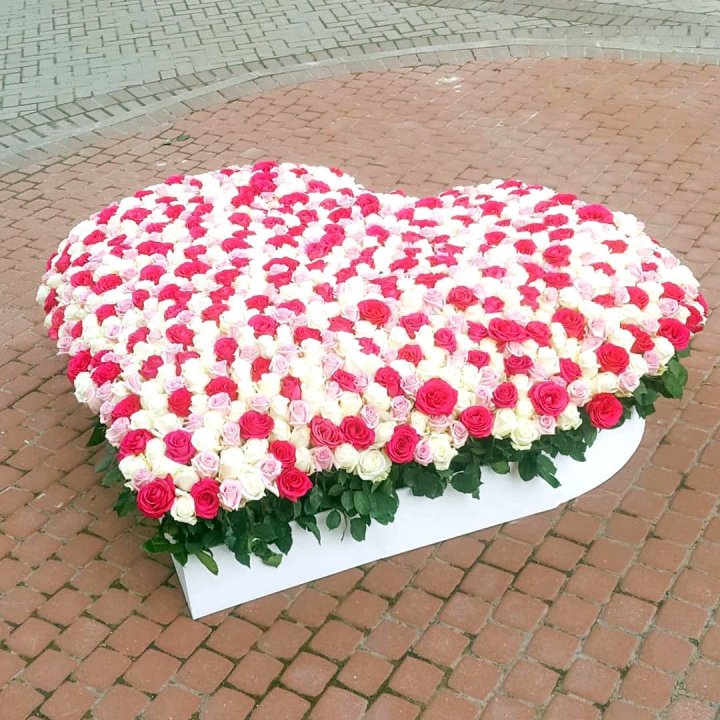 555 роза  в Белгороде