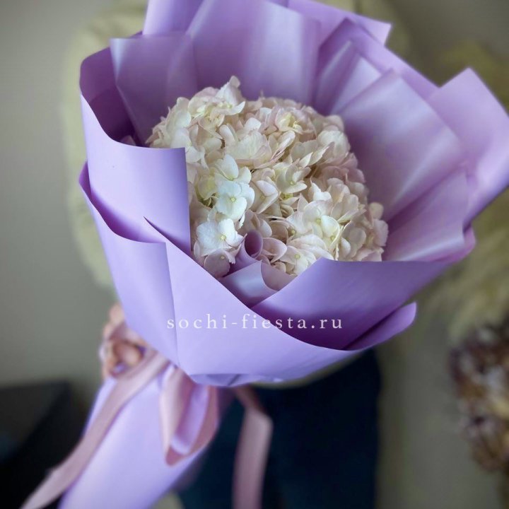 Гортензия розовая в Белгороде