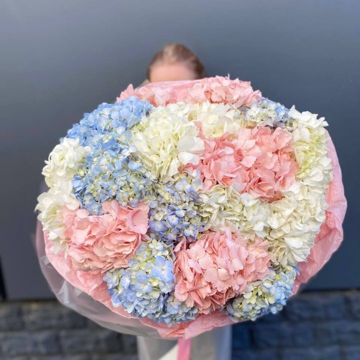 19 гортензий микс в Белгороде