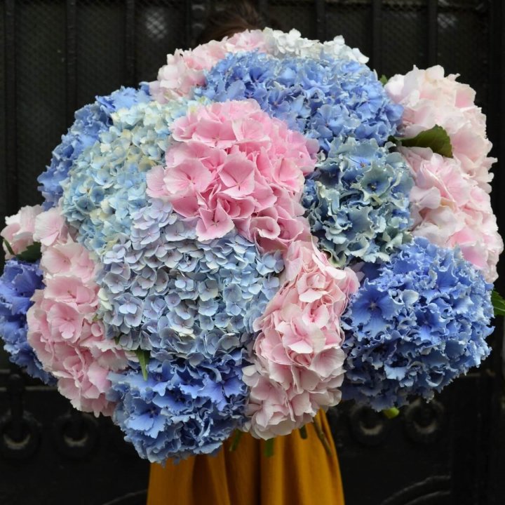 Букет гортензий "Фонтан" в Белгороде