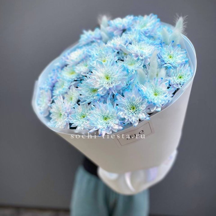  Букет нежно-голубых хризантем  в Белгороде