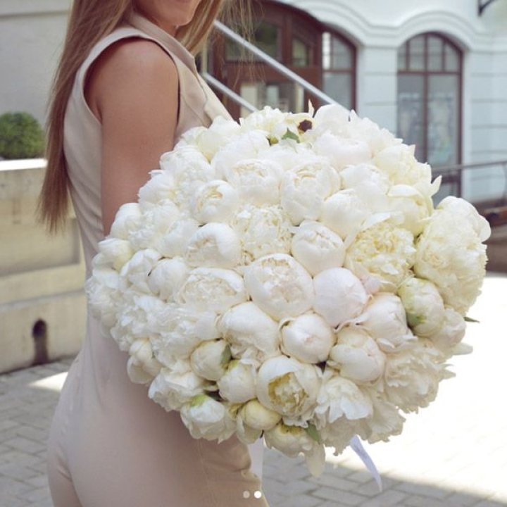 51 белый пион в Белгороде