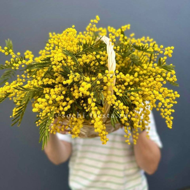 Весенняя корзина мимозы в Белгороде