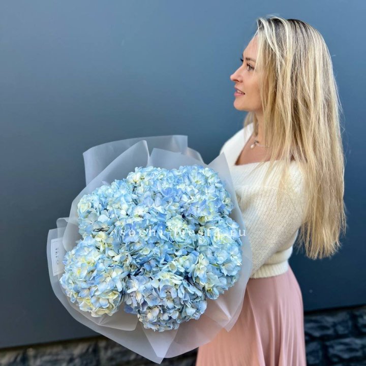 7 голубых гортензий в Белгороде