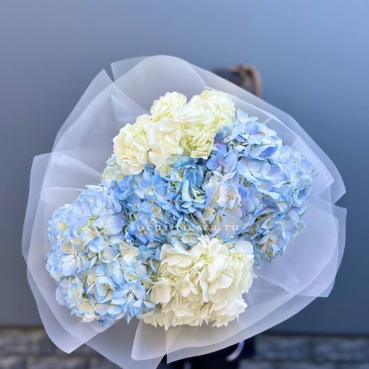 5 бело-голубых гортензий в Белгороде