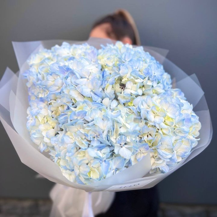 5 голубых гортензий в Белгороде