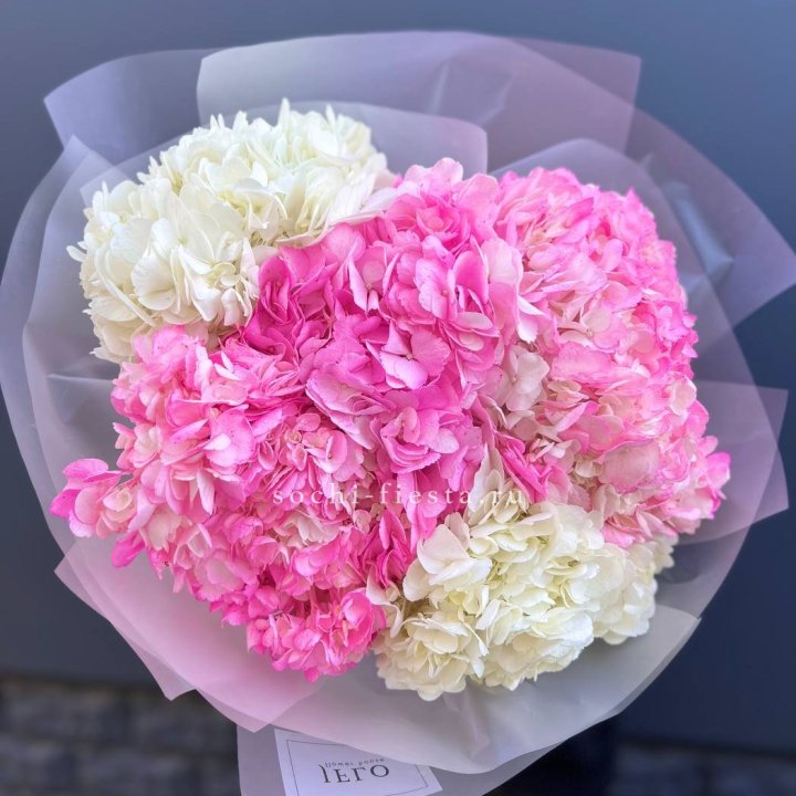 5 бело-розовых гортензий в Белгороде