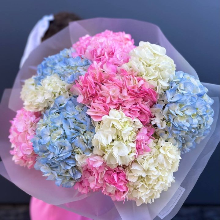 11 гортензий микс в Белгороде