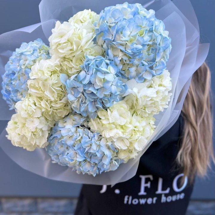 9 бело-голубых гортензий в Белгороде