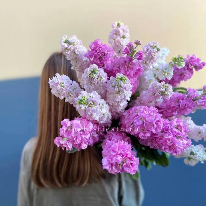 Охапка маттиолы в Белгороде
