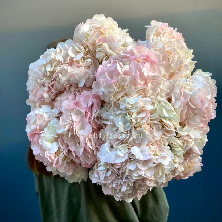 Охапка розовой гортензии в Белгороде