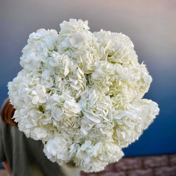 Охапка белой гортензии в Белгороде