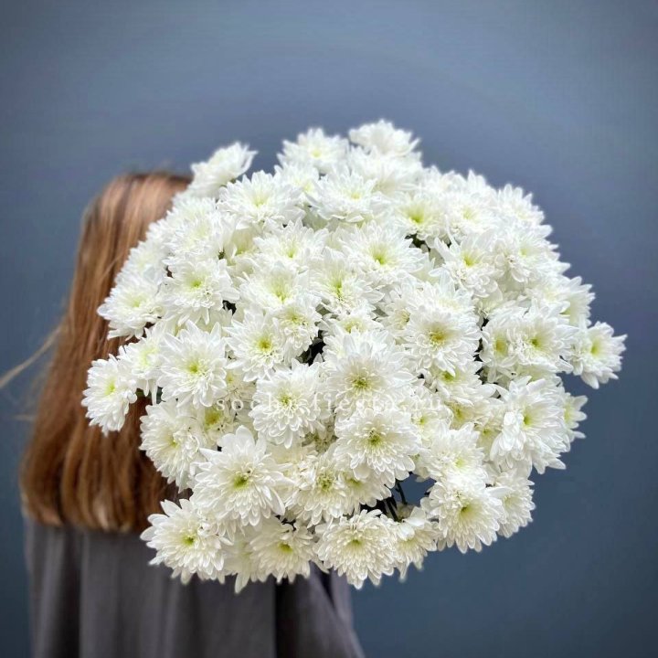 Охапка Хризантемы кустовой в Белгороде