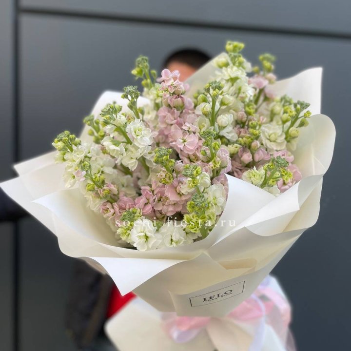 29 маттиол  в Белгороде