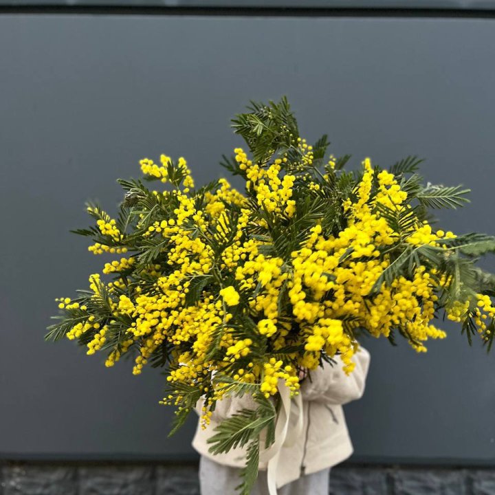 Охопка мимозы в Белгороде