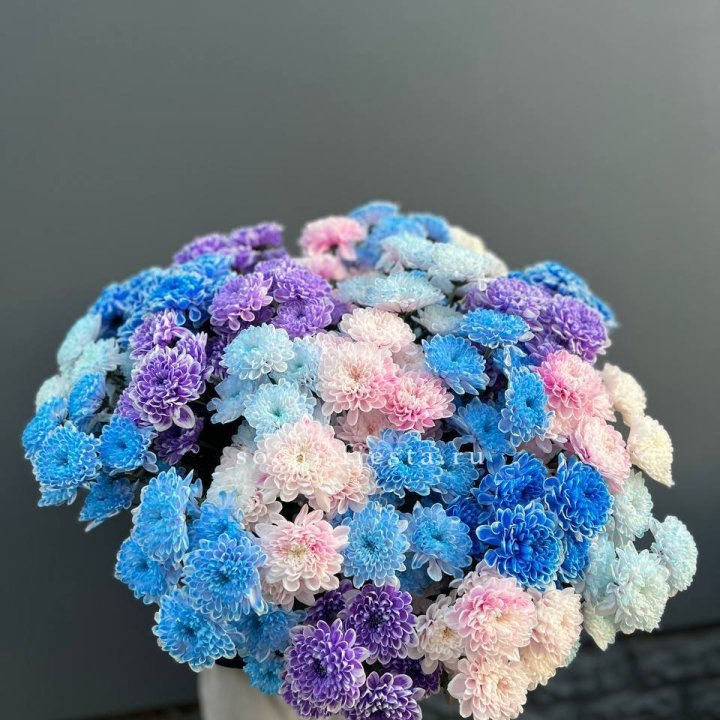 25 цветных хризантем в Белгороде