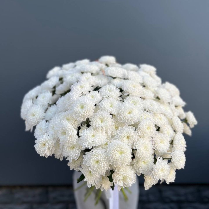  25 хризантем белых в Белгороде