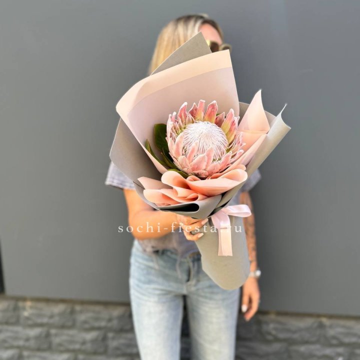 Протея мини  в Белгороде