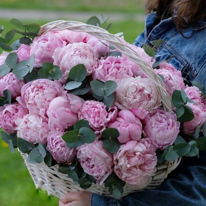 51 пион в корзине в Белгороде