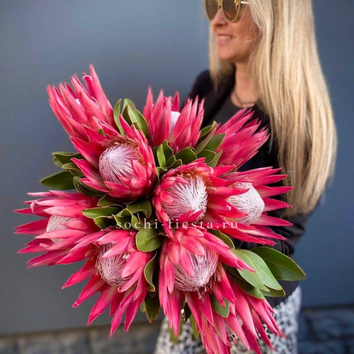 Протея штучно в Белгороде