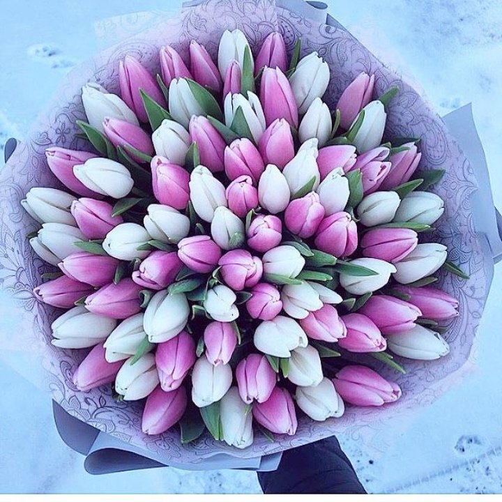 101 тюльпан "Лолипоп" в Белгороде